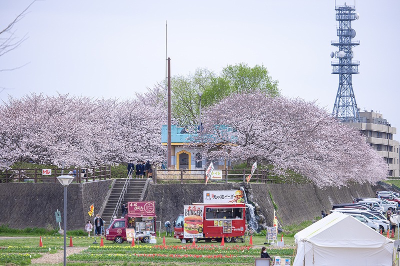 桜並木とキッチンカー