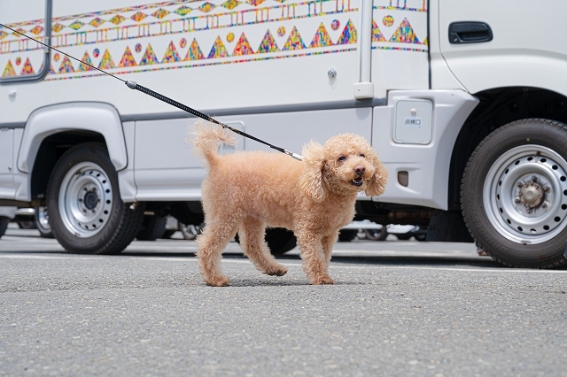 車と犬のイメージ-